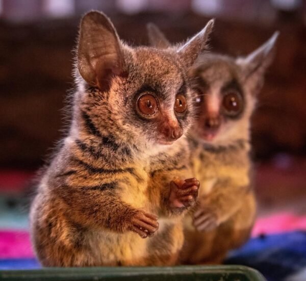 Miky & Tiger – Freundliche Galago-Paare für Erstbesitzer