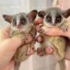 Miky & Tiger – Freundliche Galago-Paare für Erstbesitzer