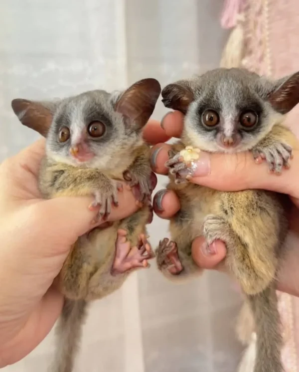 Miky & Tiger – Freundliche Galago-Paare für Erstbesitzer